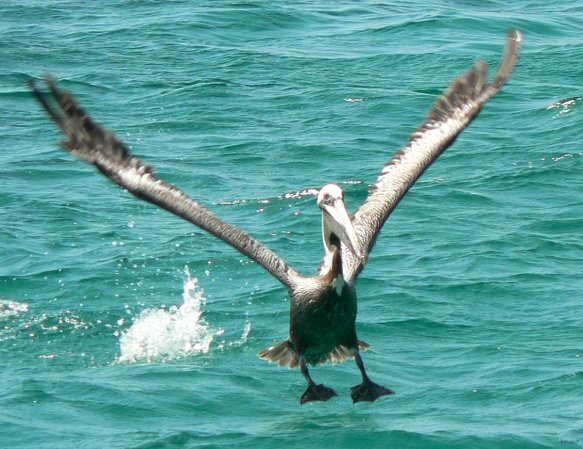 54- L'envol du pelican 